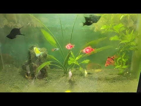 molly fish tank setup ❤️