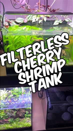 8K views · 125 reactions | An Update On My Filterless Cherry Shrimp...