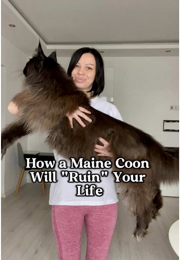 Living with a Maine Coon: Joys and Challenges