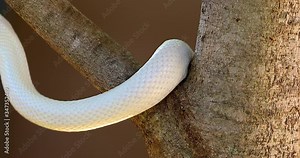 The Texas rat snake Leucistic (Elaphe obsoleta lindheimeri ) is a subspecies of rat snake, a nonvenomous colubrid found in the United States, primarily within the state of Texas