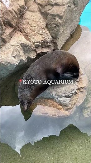 気づいたら時間が溶けてた京都の癒しスポット🌿#京都水族館 #京都 #水族館 #クラゲ #夏イベント #jellyfish #kyoto #kyotoaquarium