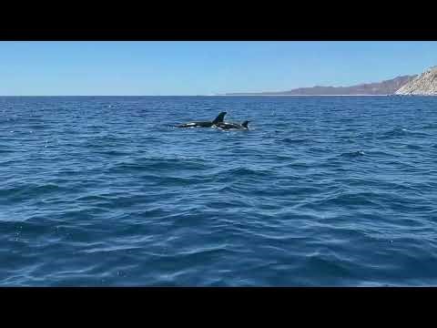 Cabo Pulmo Orca Pod