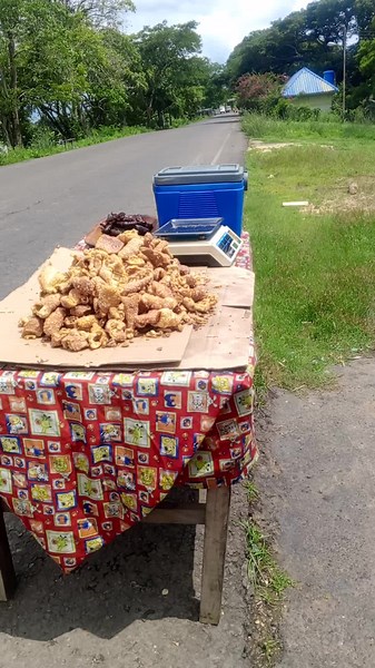 Chicharronera El rey leon on TikTok