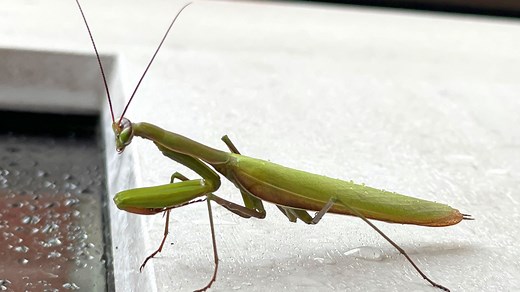 Mante religieuse : taille, description, biotope, habitat, reproduction