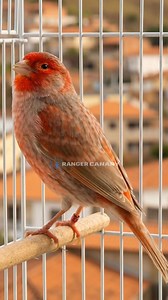 Canary Color Spectrum Show: Lipochrome Purity vs. Melanin Contrast 💛🧡🖤✨ Top Quality Birds ​#RedCanary #CanaryBird #ExoticBird #BirdLovers #FeatherBeauty #TropicalBird #WildlifeColors #CanaryVibes #NatureLover #BirdPhotography #PetBird #ColorfulFeathers #RedAndGray #PeacefulMoments | Ranger Canary