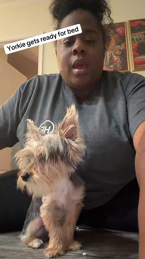 Yorkie gets ready for bed 🫶🏾🥳#petsoftiktok #fyyp #viral #yorkie #dogsoftiktok