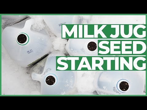 🌱Milk Jug Seed Starting🌱