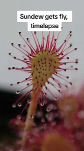 Drosera latifolia catches a fly #timelapse #zeitraffer #sonnentau #carnivorousplants #carnivore #drosera #sundew #fyp #carnivoresoftheworld #fleischfressendepflanze #reels #reelsviral #reelsinstagram #reelsvideo #trendingnow #reelsvideo #Facebookreelscontest #trending #asmr #ASMR #viral | Carnivorous Plants