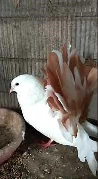 Fancy Pigeon Auction | Fancy Pigeons | Fancy pigeon