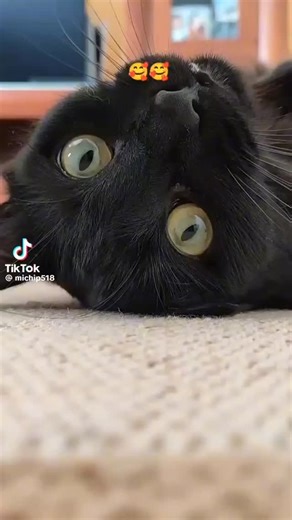 EL REFUGIO DE MORGANNA on Instagram