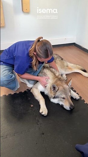 ISEMA · L'ostéopathie animale est-elle douloureuse pour les animaux ?