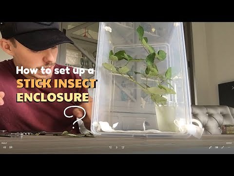 HOW TO SET UP A STICK INSECT ENCLOSURE ?