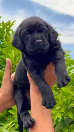 8810623046 Labrador puppy booking open active friendly trained & vaccinated family dog puppies