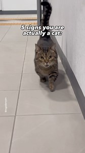 348K views · 35K reactions | I can see the cat in you . . . . Ib: @turbo_piuma_pila . . #cats #reelsinstagram #cutecat #cats #catsgram #cats_of_world #냥스타그램 #にゃんすたぐらむ | Ringodanyan | Facebook