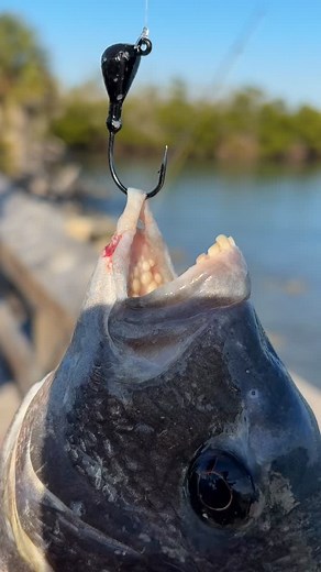 1.3K views · 3 comments | If your wondering why your sheepshead always come off at the boat, this is why. Not many places to sink a hook in, and when you do, it’s usually a soft lip 路‍♂️#swflfishing #sheepshead #hookset #liprippers #chompers #shellcracker | Richard Anthony Titus | Facebook