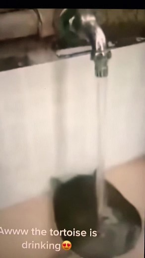 Snapping Turtle Drinking Water Funny Memes