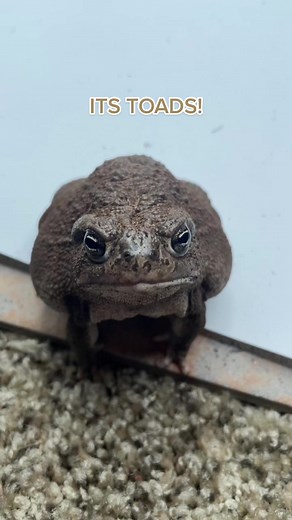 The Fascinating World of Toads