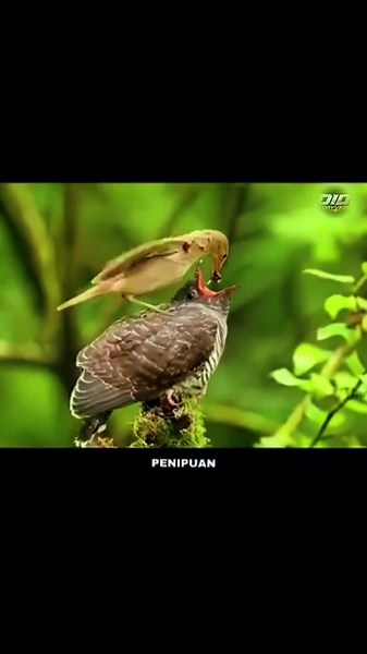 Warbler ridge bird behavior: warbler kedasi besar diberi makan