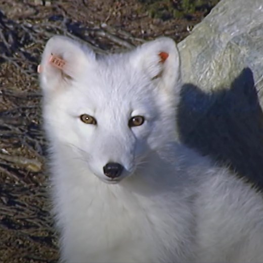 Extensive hunting and climate change make the life of an arctic fox a difficult one. | BBC Scotland