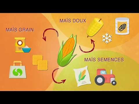 Tout savoir sur le maïs en France