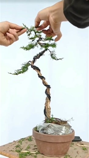 Bonsai Training & Styling Techniques | Beginner’s Guide. #BonsaiTraining #BonsaiStyling #BonsaiArt #MiniatureTree #NatureVibes #ArtOfLife #InspirationDaily | Gunawan Nikita