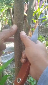 6.2K views · 140 reactions | Citrus grafting techniques #fruitgarden #graftingfruittrees | GardeningFruit | Facebook