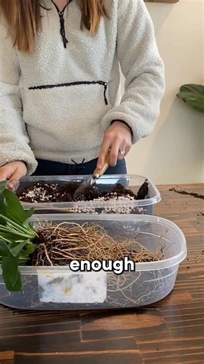 54K views · 352 reactions | Best Soil Mix for Peace Lily – Secret to...