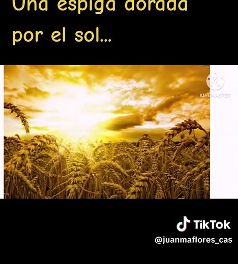Una espiga dorada por el sol - Letra completa