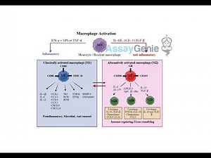 Macrophage Activation, A Keystone in Immune Response and Therapeutic Potential