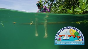 6.5K views · 192 reactions | Discover the Florida Keys’ shallow realm of flats and mangrove islands, a region that’s largely unspoiled and teeming with plant and animal life. It’s a great way to immerse yourself in the fascinating natural world found only in the Keys. #FloridaKeys #allamerican #ConnectAndProtect | The Florida Keys & Key West | Facebook