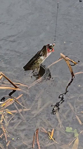 #alien_predator_lures #fishing #lure #lurefishing #predatorfishing #perch #pike #perchfishing #pikefishing #custom #lures #riverfishing #fishinglure #handmade #paint #wood #water #river #handcrafted #luremaking #lurebuilding #handmadelures #zombie | Bruce Dobbo | Facebook