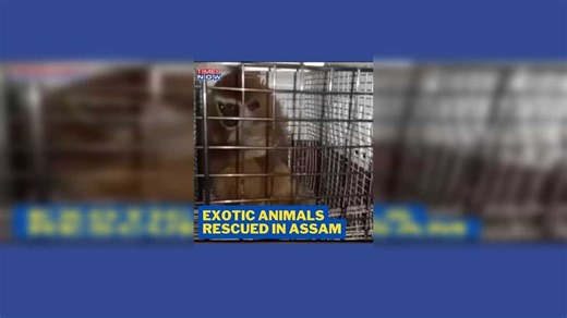 Assam Forest Officials Rescue ‘Exotic’ Monkeys, Wallaby, Smuggler Nabbed | Times Now | Latest News