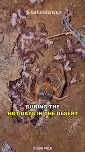Camel Spider - The Camel Eater #fbreelsvideo #viralreels #knowledge #wildlife #documentary | Nature Lens