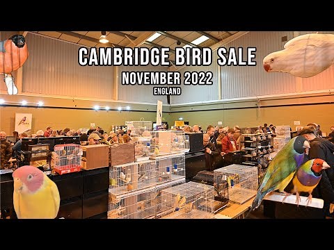 Cambridge Bird Sale - 4K - November 2022