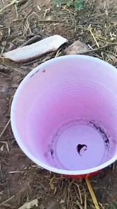 Como Sembrar Chile Piquín o Chiltepin en Maceta 🪴🌶️ | MANOS DE TIERRA