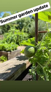 1.6K views · 105 reactions | Got back from a 2 week road trip to see the garden EXPLODING.  I’m trying a few new things this year. One of them is growing watermelon  and butternut squash on a trellis. Ever tried that? 勒 Who is doing a summer garden this year? | KCRA Deirdre Fitzpatrick | Facebook