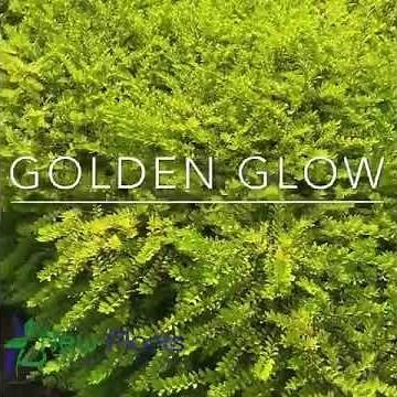 Lonicera nitida Golden Glow