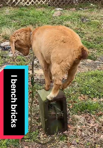 What do you call a Rocky Mountain goat? I Bench bricks! #goats