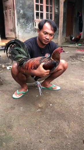 Beten Tower North Bali (@beten_tower_north_bali)’s videos with suara asli - Beten Tower North Bali