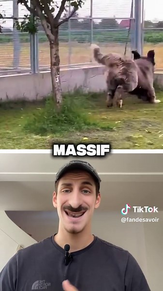 Le chien le plus fort au monde : Kangal vs autres