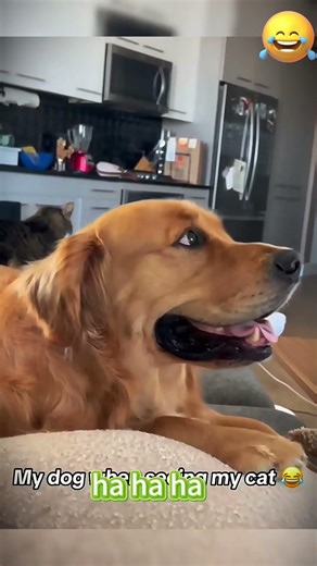 Look at their cute startle reactions #fyp #prank #lmao #scared #funny #foryou