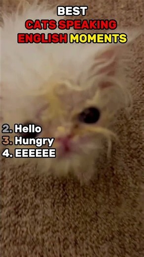 Ranking Best Cats Speaking English Moments😭😭🤣😭😭😭😶