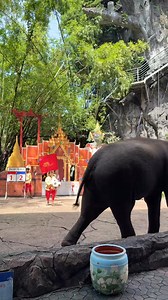 7.4K views · 33 reactions | 大象的世界也是卷 曼谷的safari world 真的很推薦來 光是看大象踢這一場球賽 就值回機票價了 #bangkok | 拆書人 | Facebook