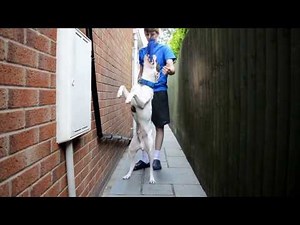 Firepaw dog spring pole training set in action - Blue boy (UK)