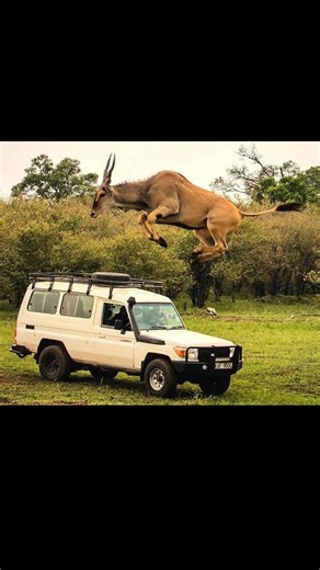 Meet the majestic eland bull! #animals #elandbull #wildlife #awesome #cool | Fierce Kitten