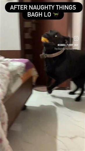 after NAUGHTY THINGS what simba 🦮 reaction 🙅like 🐎 ..#funny #horse #pets #equestrian #memes #shorts