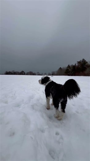 Dog walking in the Arctic (not really)