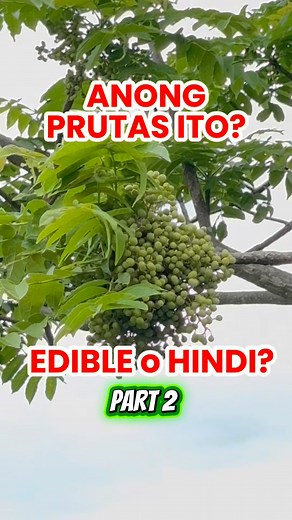 This is Bogo, a native tree in the Philippines commonly found in coastal ecosystem or near rivers and streams. It has many medicinal and ecological uses. #philippineflora | Ethan Hernandez