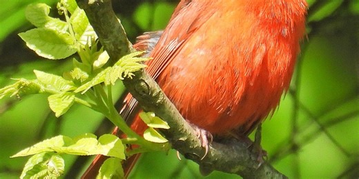 "Cardinals appear when angels are near"