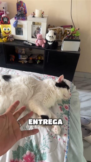 Preguntas con chikis 😸😸 #cats #cat #gatos #gato #mascota #gatito #memes #humor #pets #preguntas